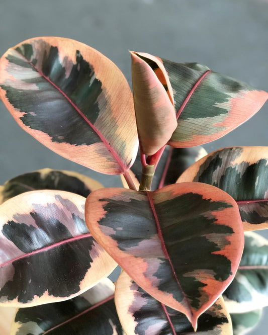 Ficus elastica 'Ruby' Variegated Rubber Tree Houseplant
