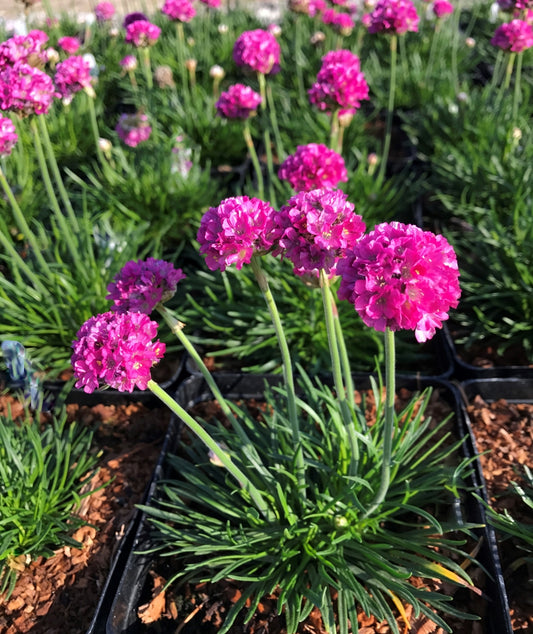 Armeria maritima 'Dusseldorf' Pink Sea Thrift