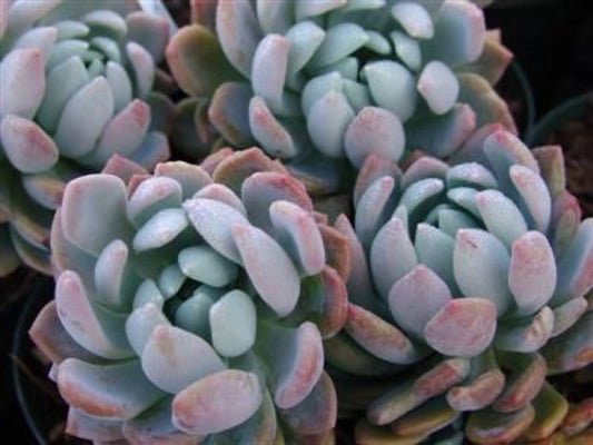 Echeveria elegans 'Gray Red' Succulent