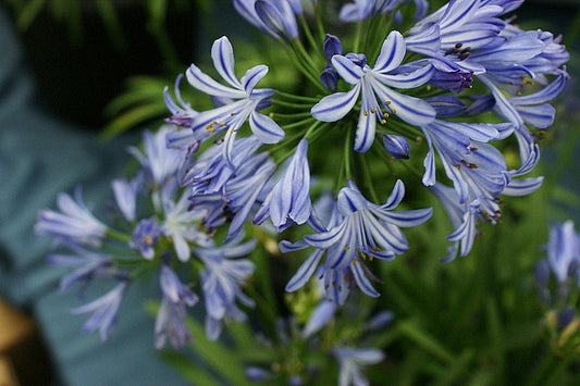 Agapanthus africanus 'Charlotte' African Lily