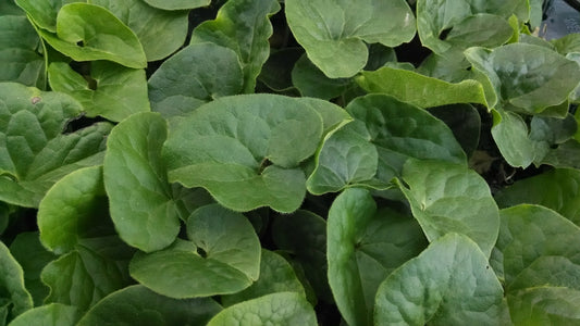 Asarum caudatum Wild Ginger