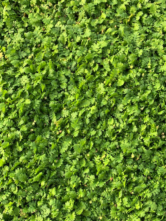 Leptinella Miniature Brass Buttons