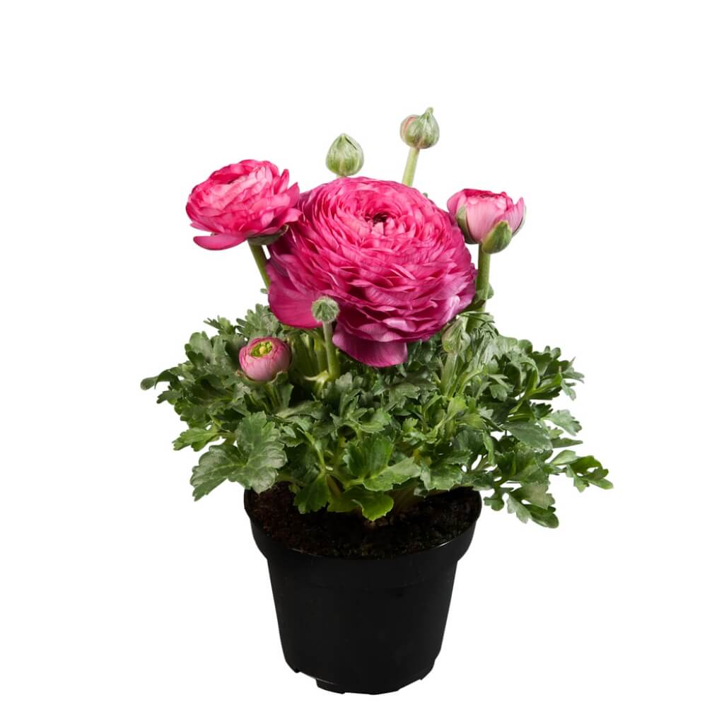 Ranunculus 'Sprinkles Pink' Persian Buttercup