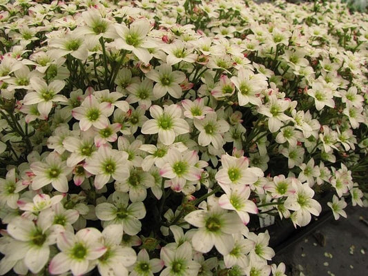 Saxifraga 'Touran White’ Saxifrage