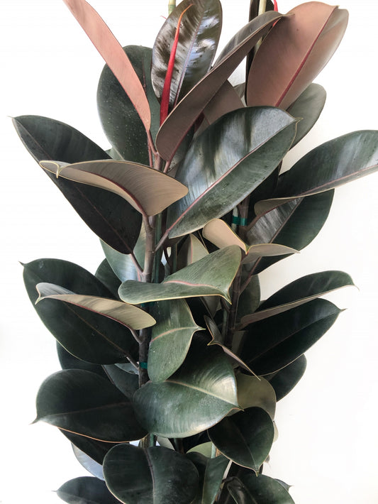 Ficus decora 'Burgundy' Rubber Tree Houseplant