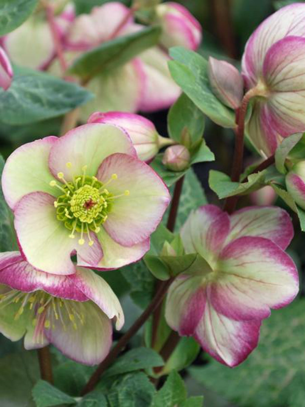 Helleborus 'Glenda's Gloss' Frostkiss Lenten Rose