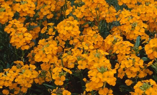 Erysimum 'Glow Orange' Wallflower