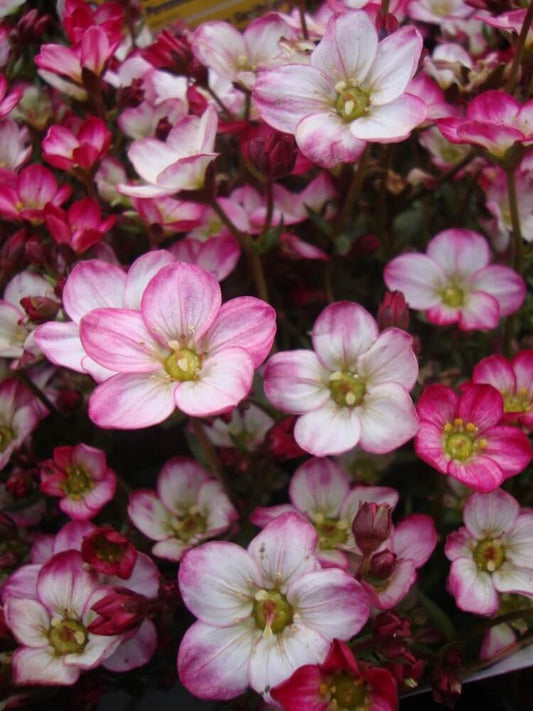 Saxifraga 'Alpino Early Picotee'