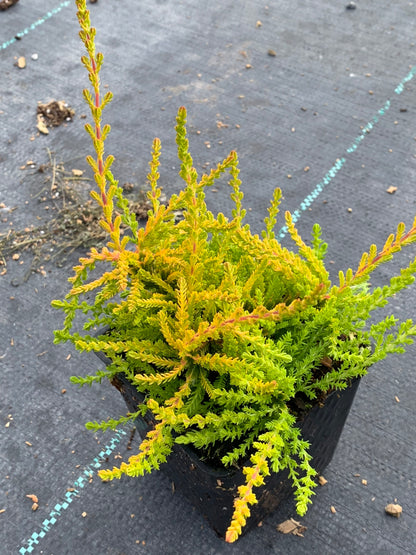 Calluna ‘Wickwar Flame’ Heather