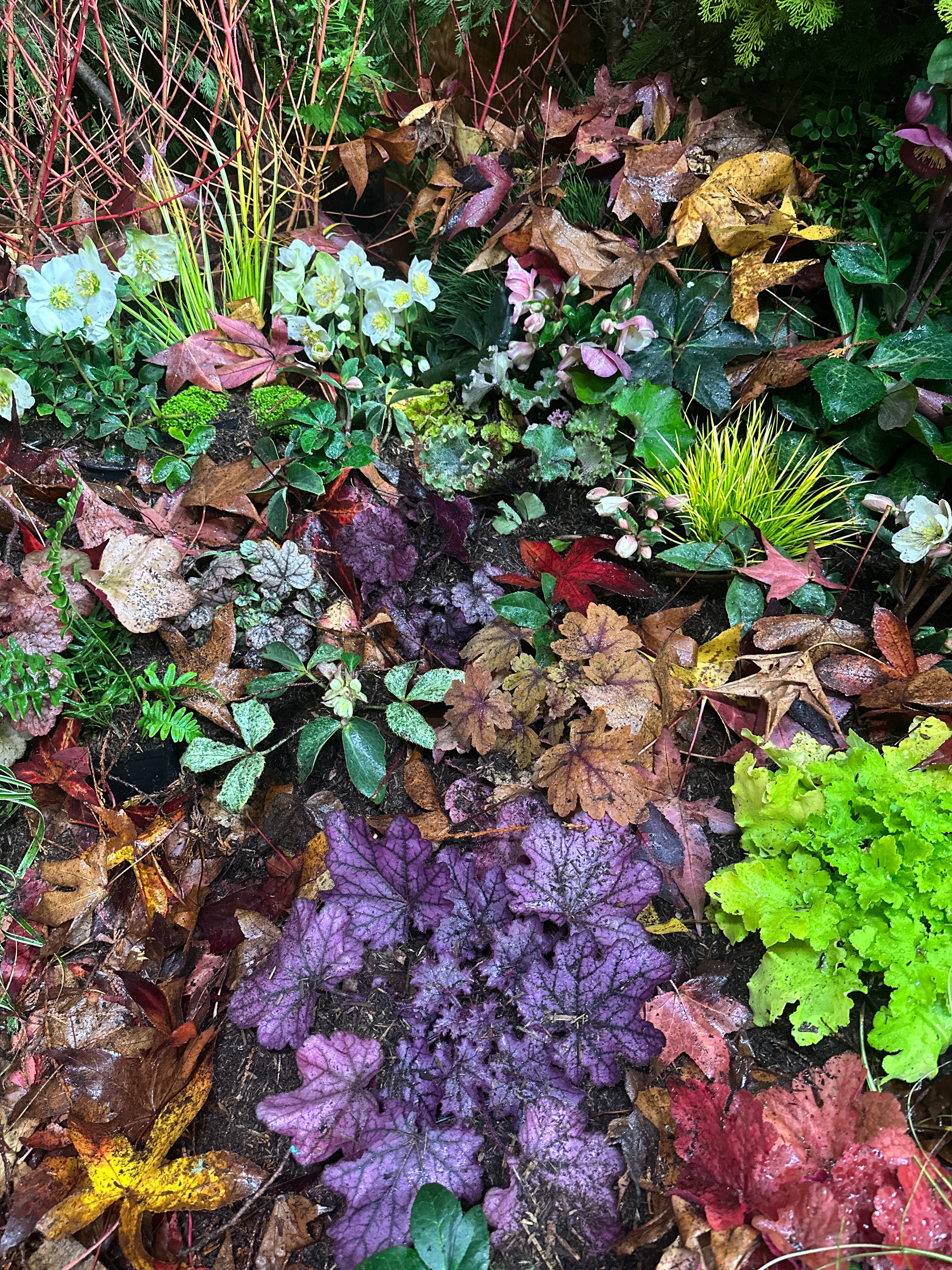 Plants4Home.com | Online Shopping For Plants | Plant Delivery