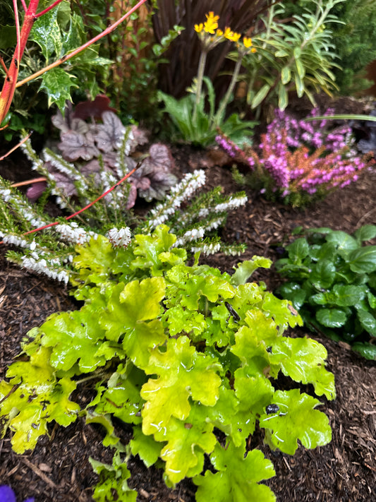 Lime Marmalade Coral Bells