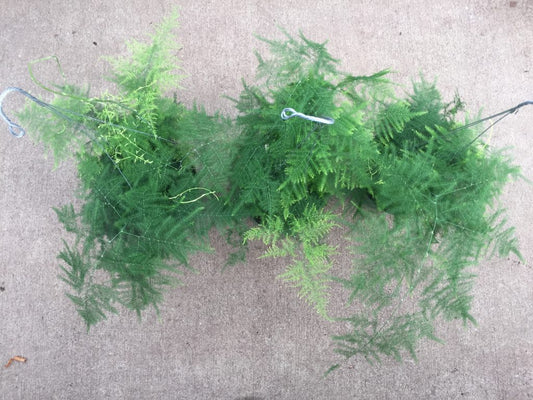 Asparagus Plumosa Fern Tropical Houseplant