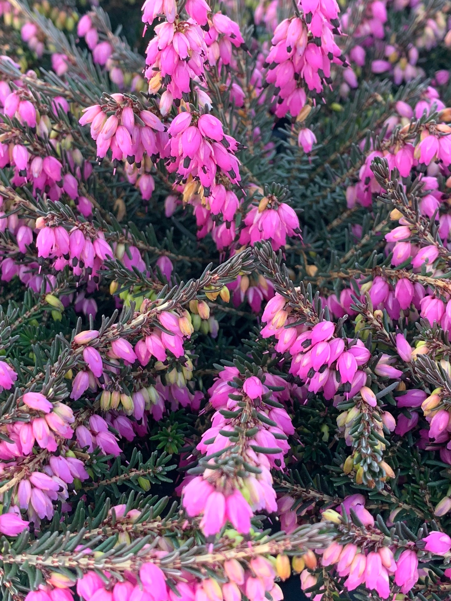 Erica 'Kramer's Rote' Red Heather