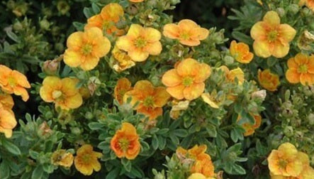 Potentilla fruticosa 'Sunset'
