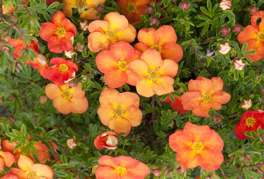 Potentilla fruticosa 'Red Ace'