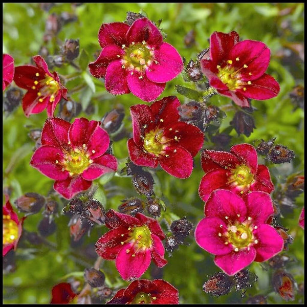 Saxifraga 'Touran Deep Red' | Early-Blooming, Compact Rockfoil