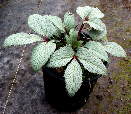 Hellebore Silver Veil Snow Rose