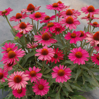 Echinacea 'Kismet Raspberry' Coneflower