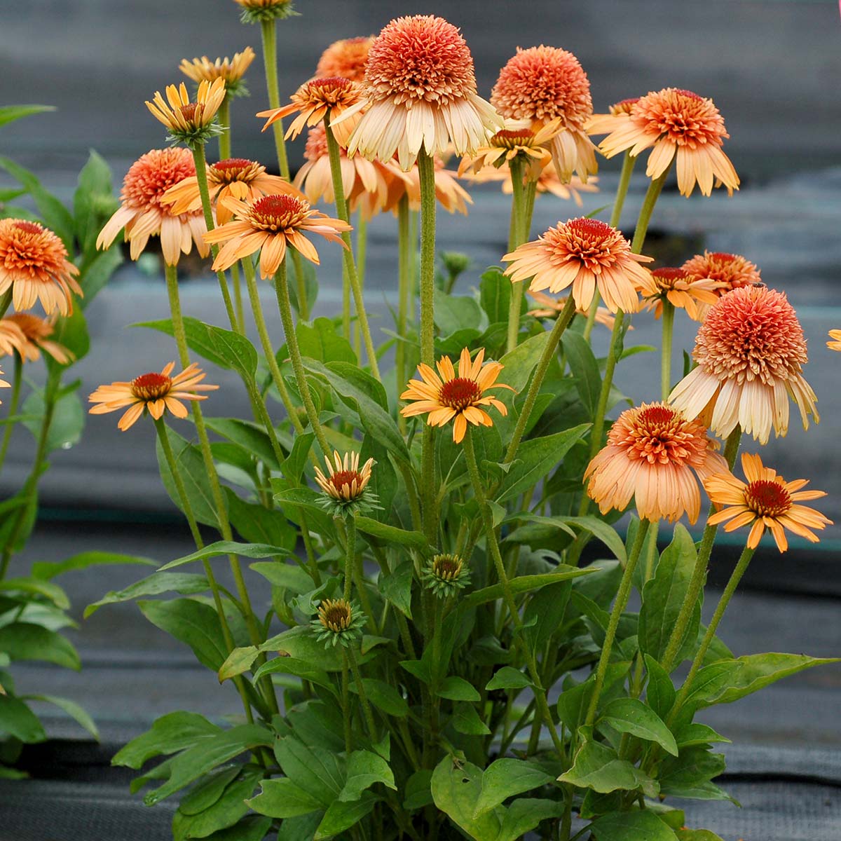 Echinacea 'Supreme Cantaloupe' Orange Coneflower