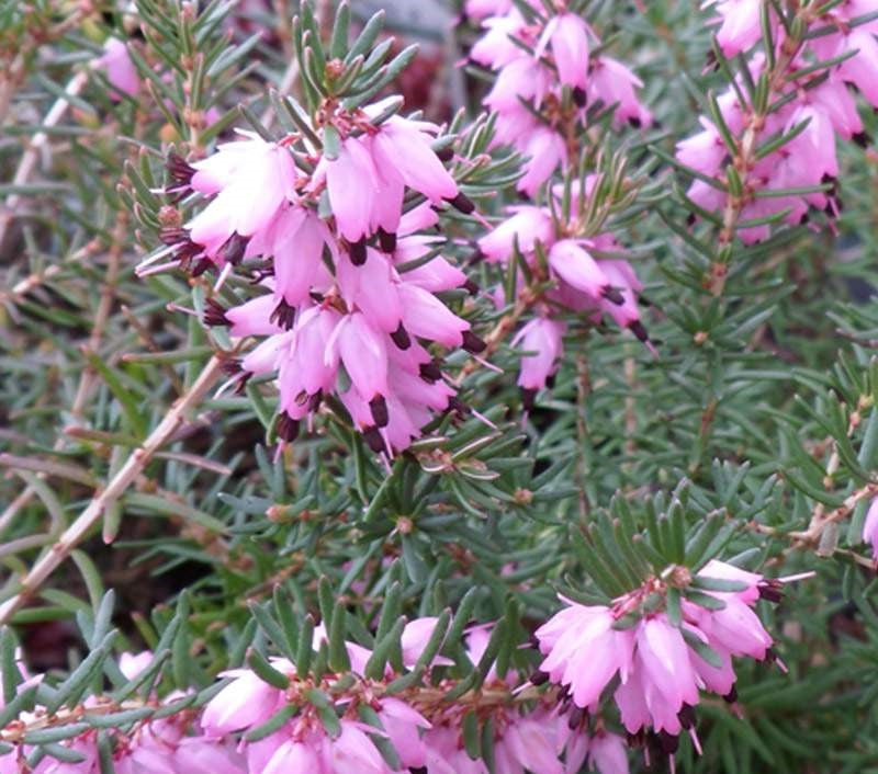 Erica Heather 4 Pack Bundle