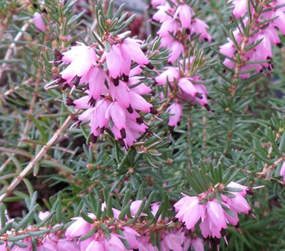 Erica Heather 4 Pack Bundle