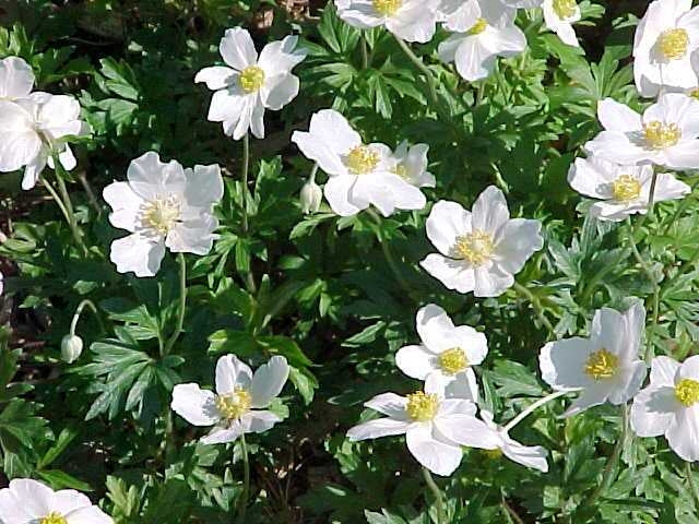 Anemone sylvestris White Windflower