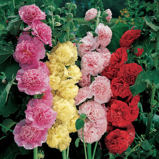 'Chaters Double Mix' Hollyhock