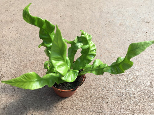 Bird’s Nest Fern Crispy Wave Tropical Houseplant