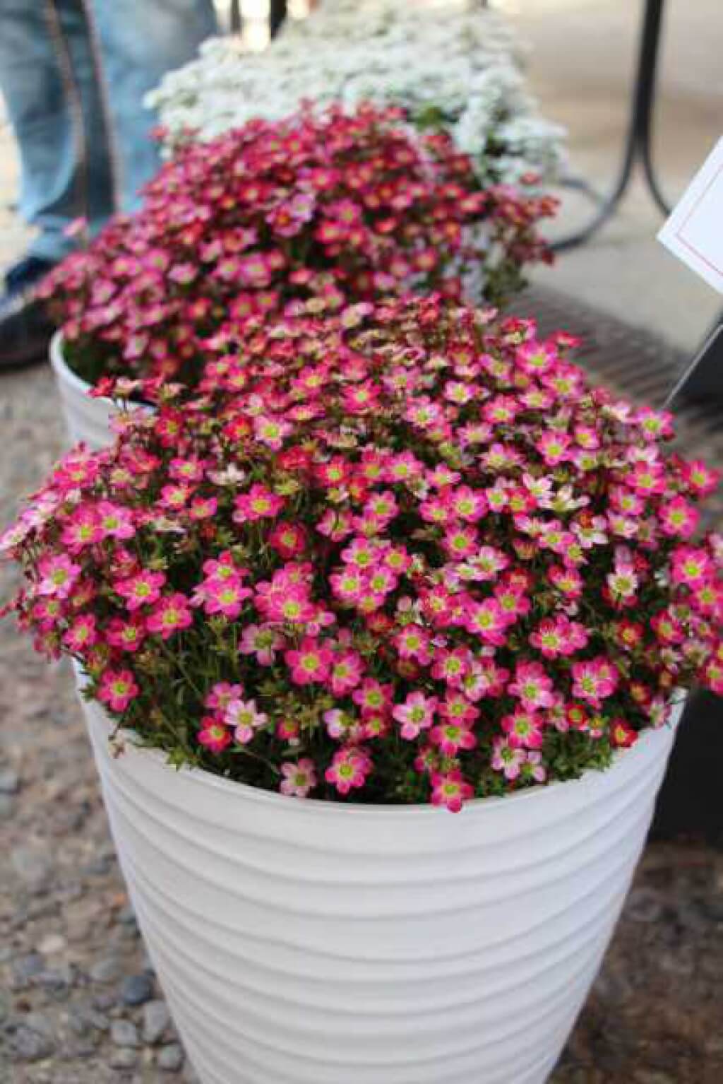 Saxifraga 'Scenic Red' Saxifrage