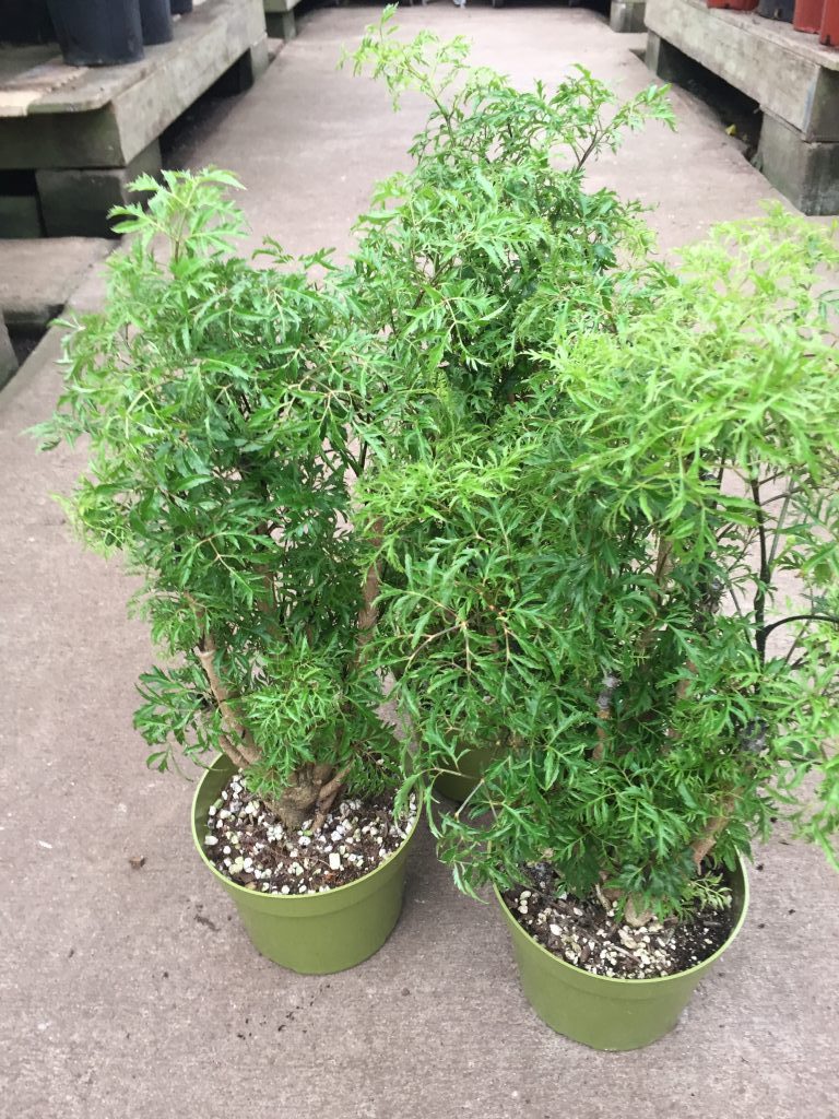 Aralia Ming Polyscias fruticosa Tropical Houseplant