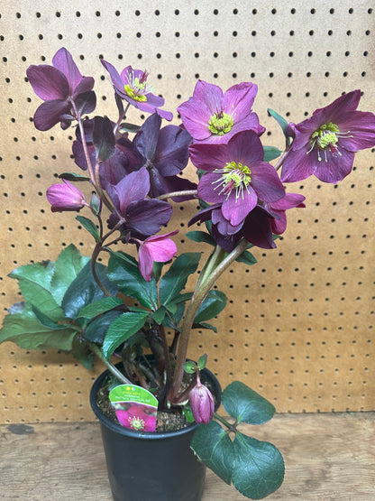 Hellebore Snow Rose Bundle 4 Pack