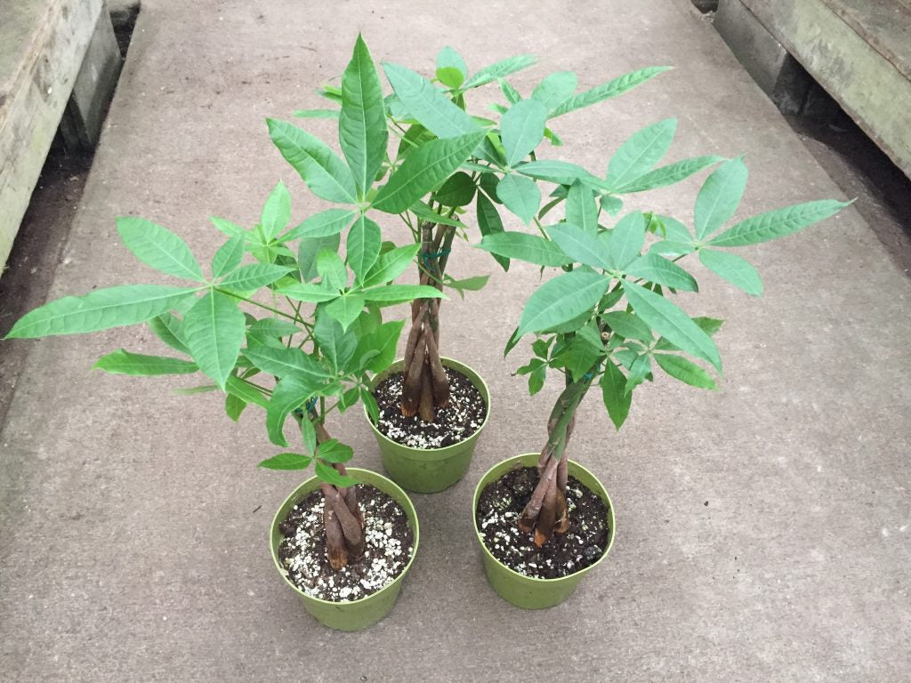 Pachira Money Tree Tropical Houseplant