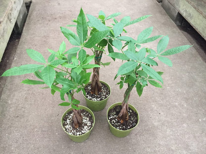 Pachira Money Tree Tropical Houseplant