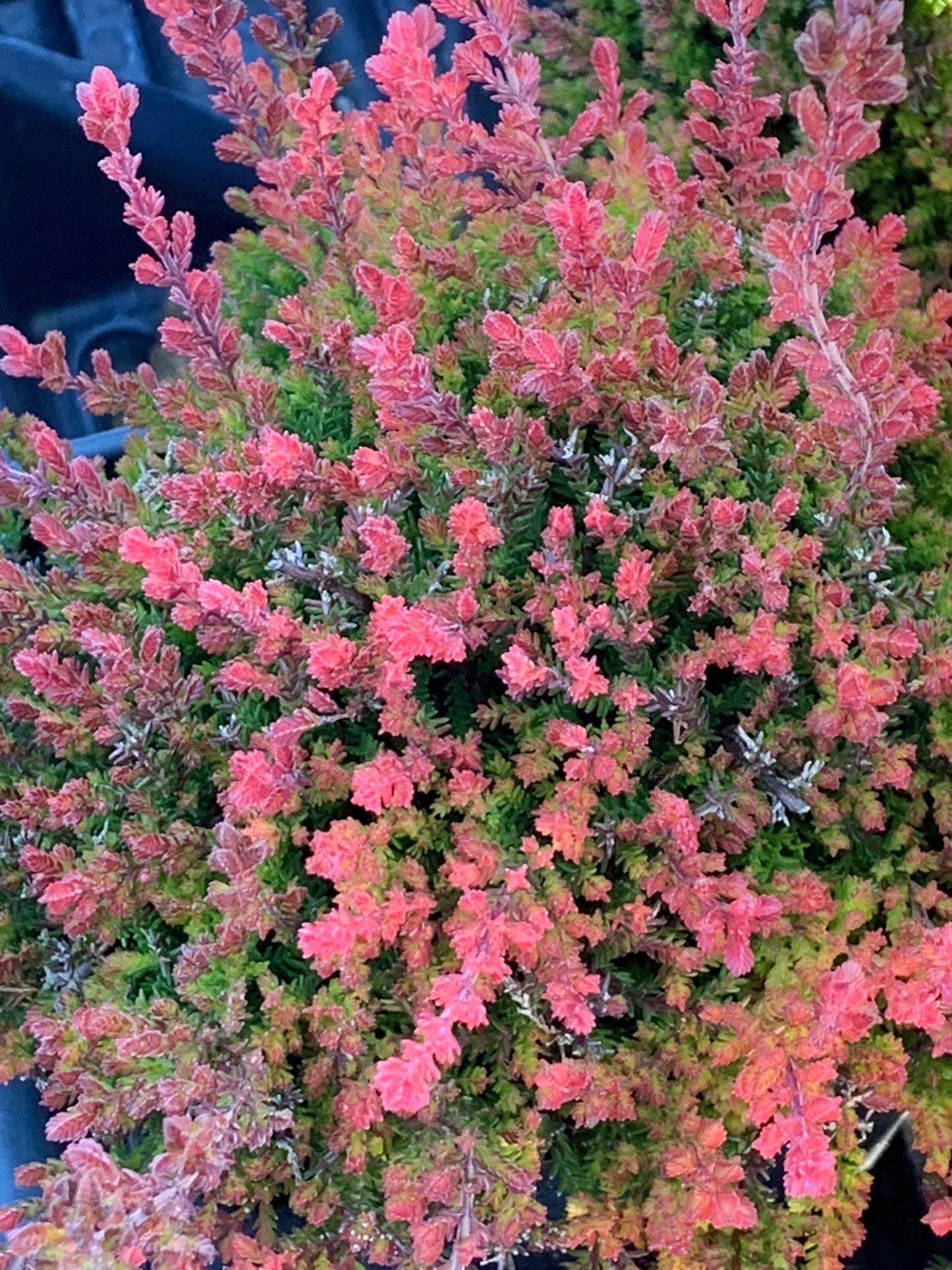 Calluna Spring Torch Heather