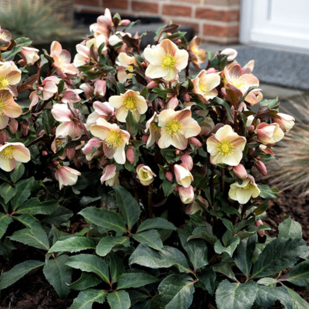 Helleborus x ballardiae 'Camelot' Snow Rose