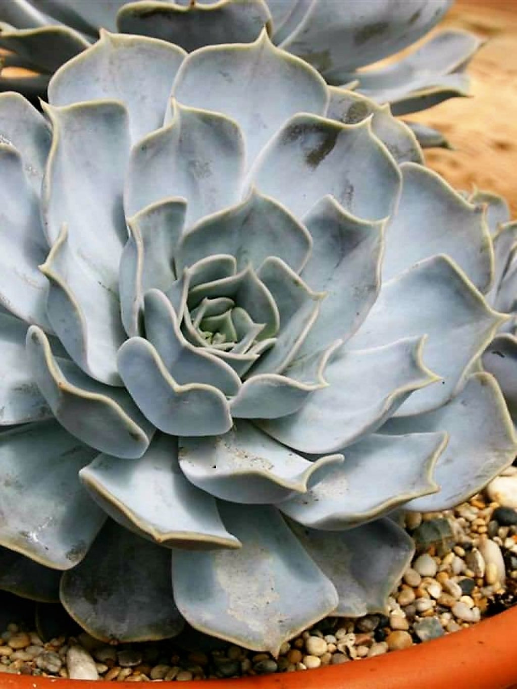 Echeveria lilacina Succulent