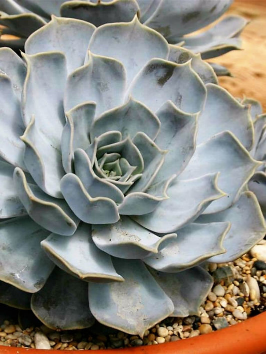 Echeveria lilacina Succulent