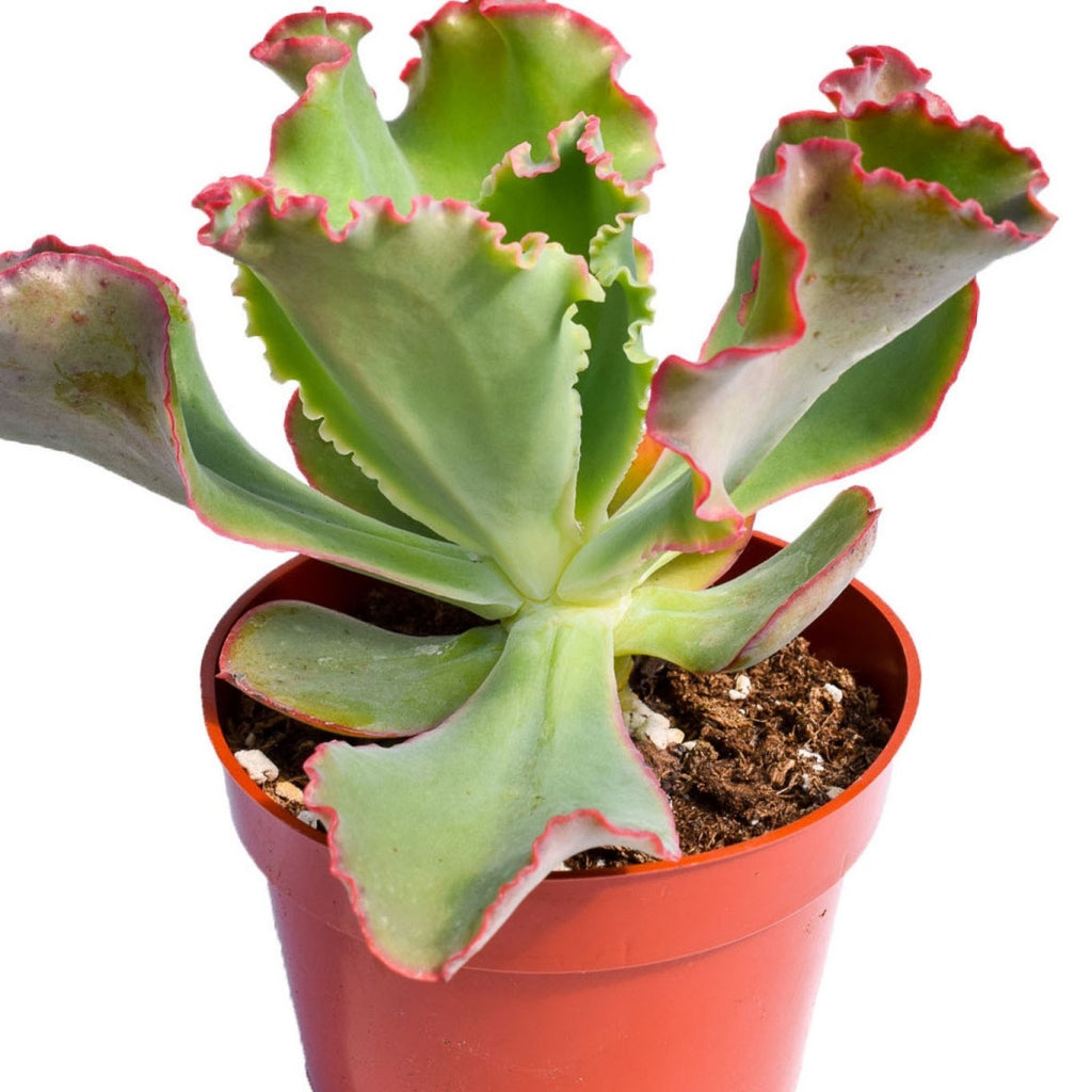 Echeveria 'First Lady' Succulent