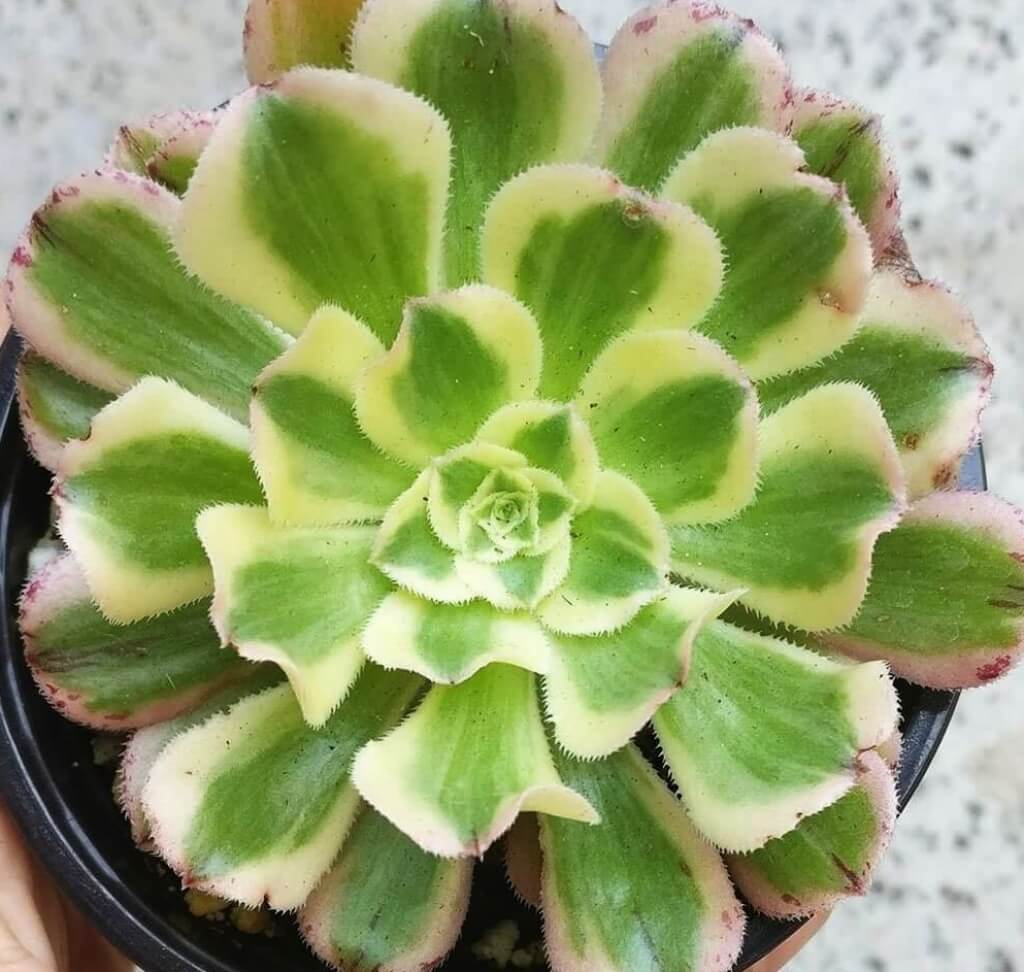 Aeonium arboreum 'Luteovariegatum' Aeonium Sunburst Succulent