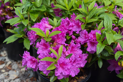Gaiety Azalea