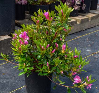 Gaiety Azalea