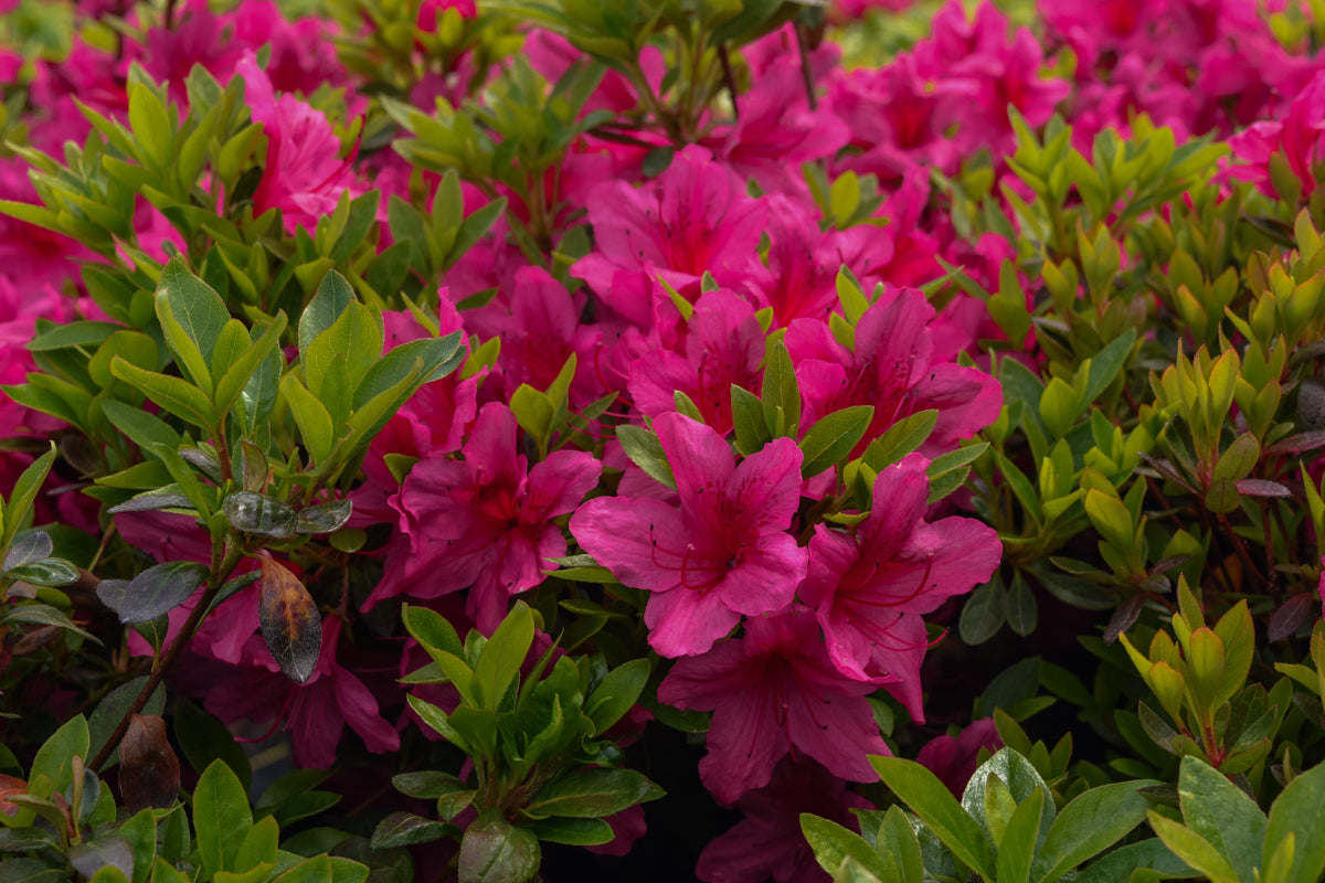 Girard's Pink Azalea