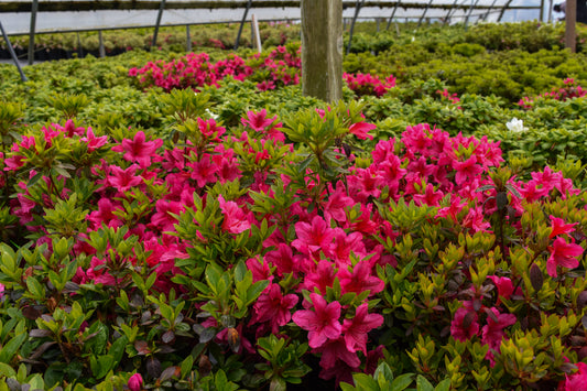 Girard's Pink Azalea