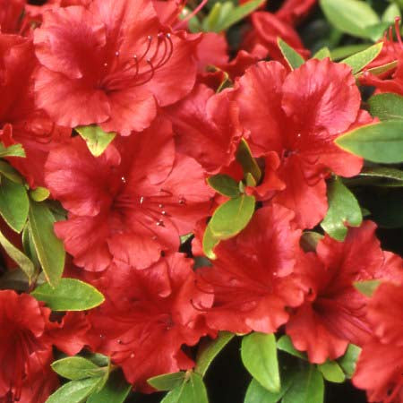 Girard's Scarlet Azalea