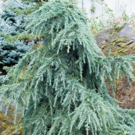 Glacial Blue Deodar Cedar