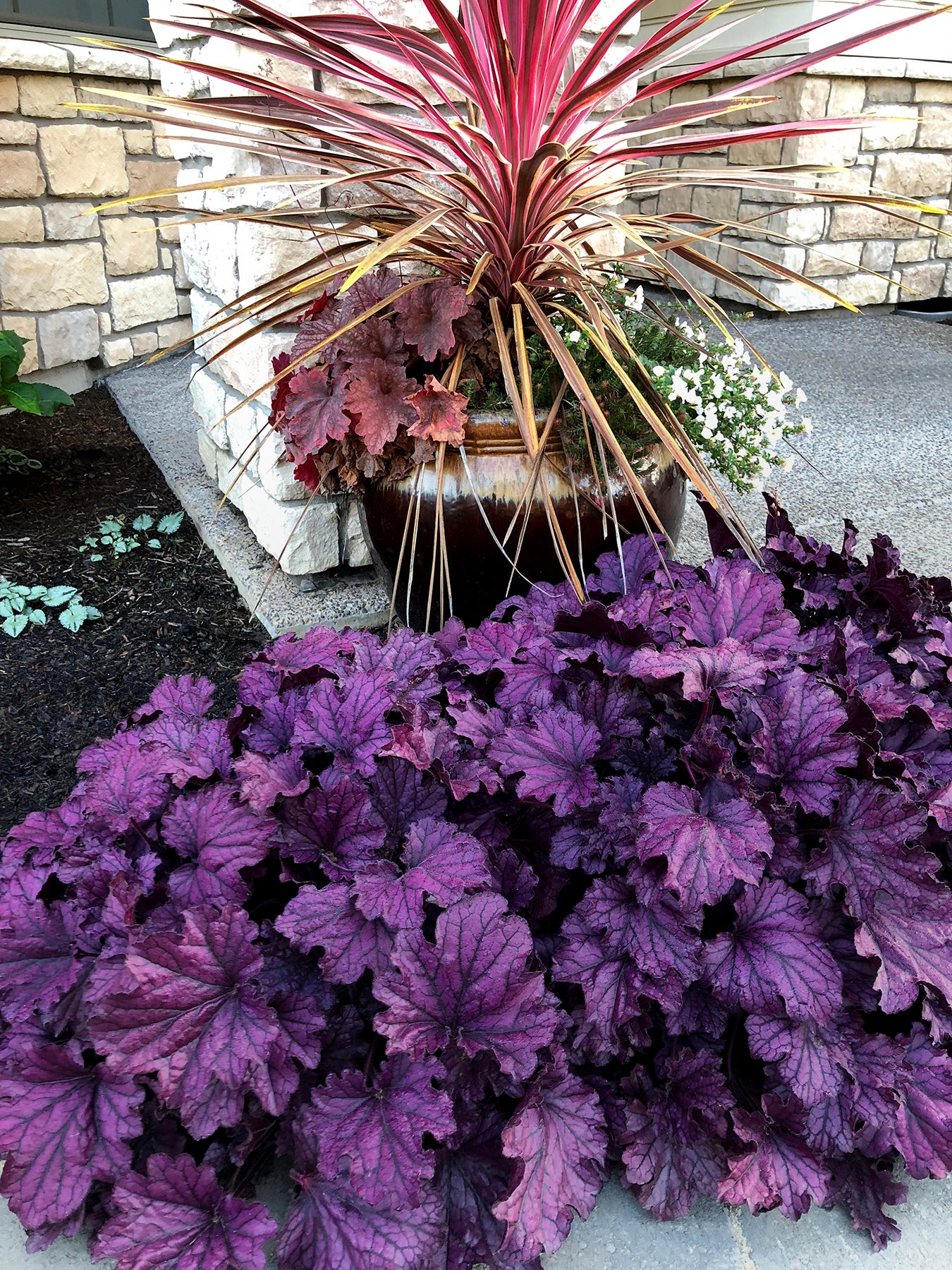 Heuchera Forever Purple Coral Bells