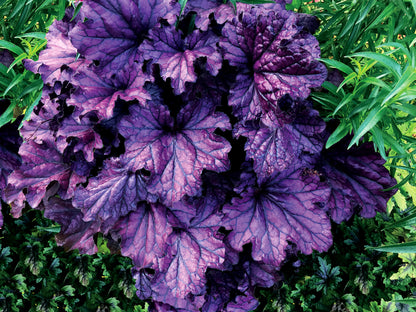 Heuchera Forever Purple Coral Bells