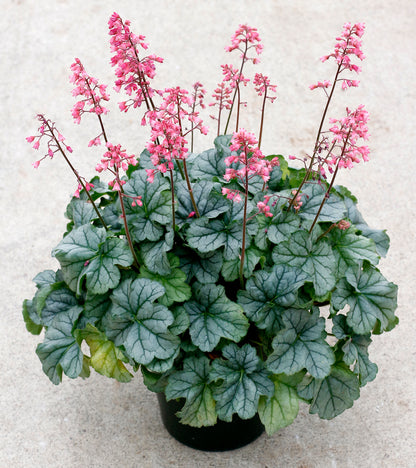 Little Cutie Shimmer Coral Bells