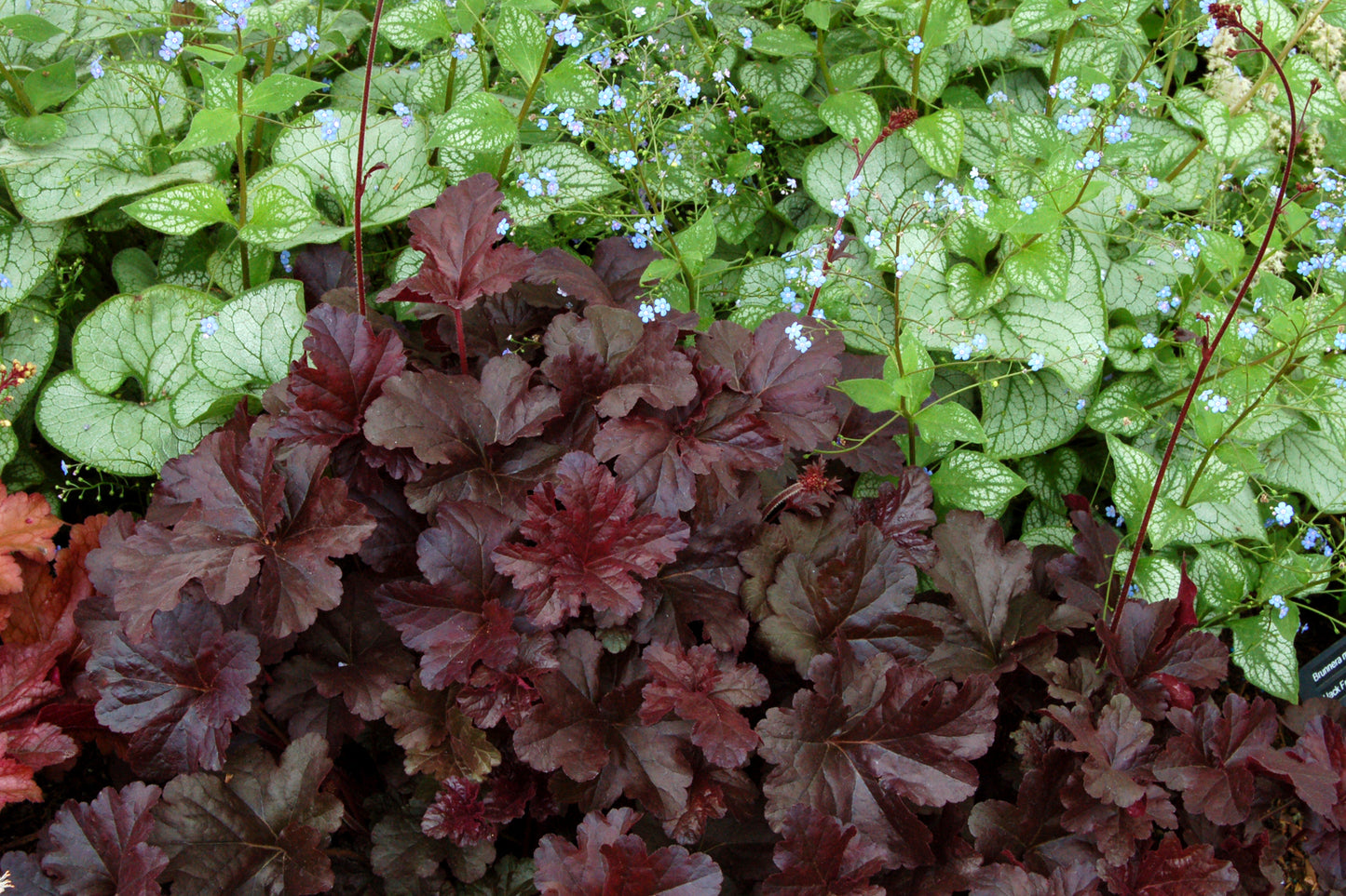 Obsidian Coral Bells