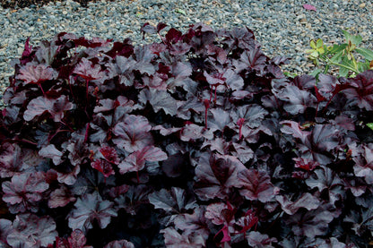 Obsidian Coral Bells